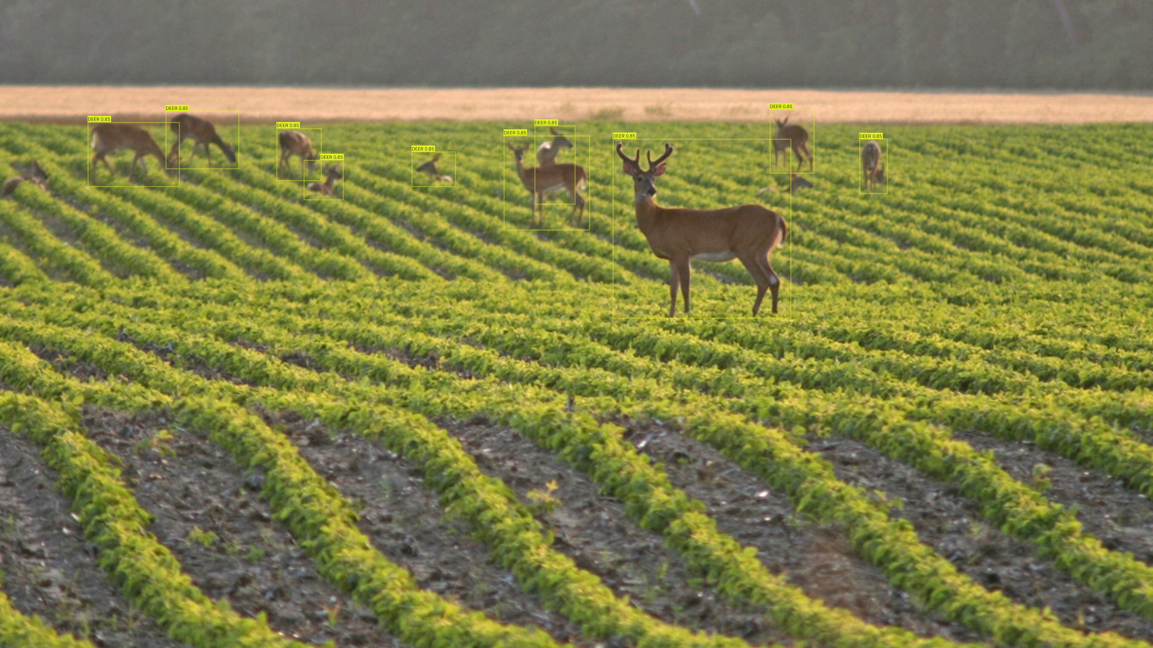 Creating a world where humans and wildlife coexist.