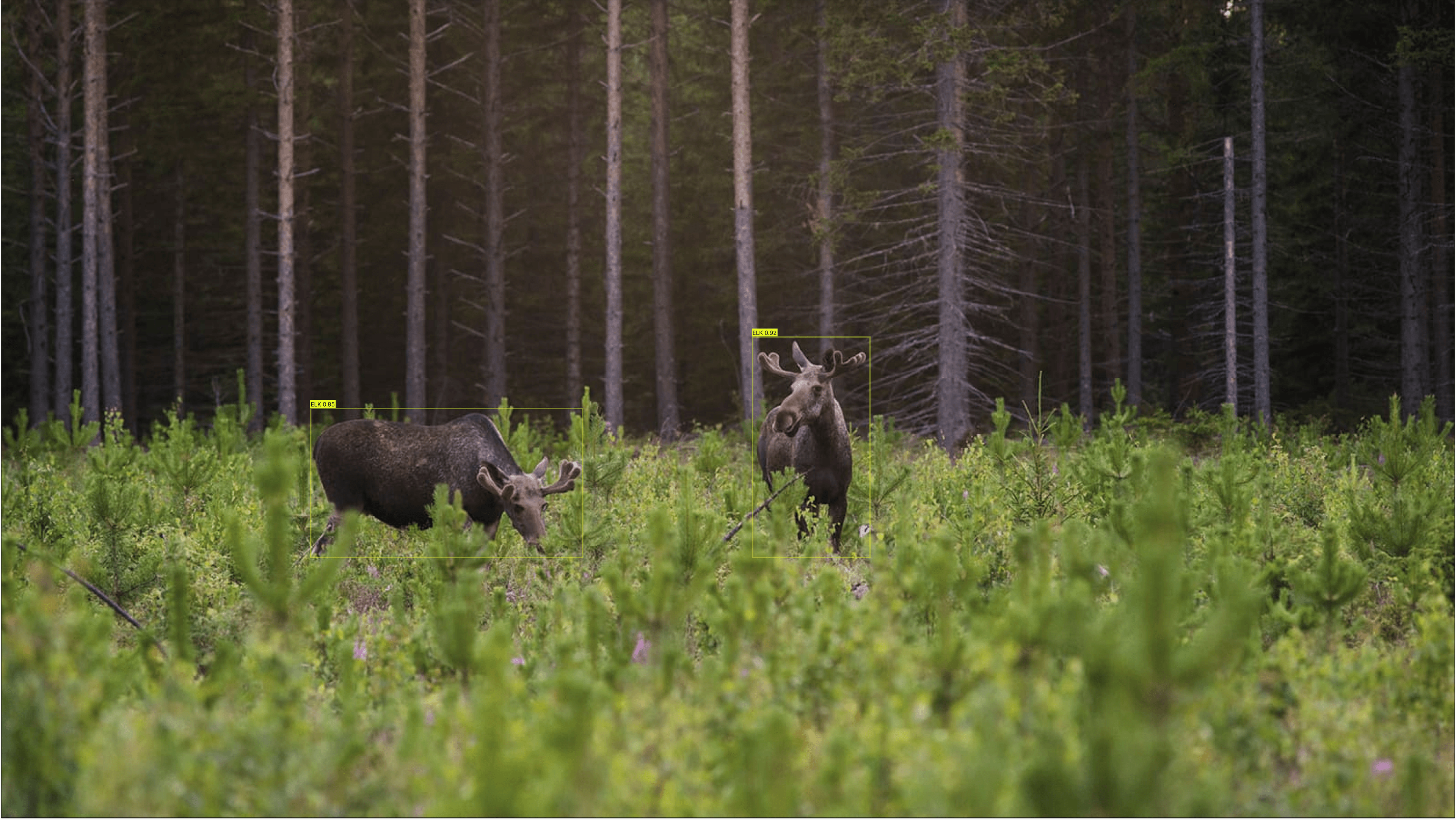 Preventing wildlife browsing on young trees