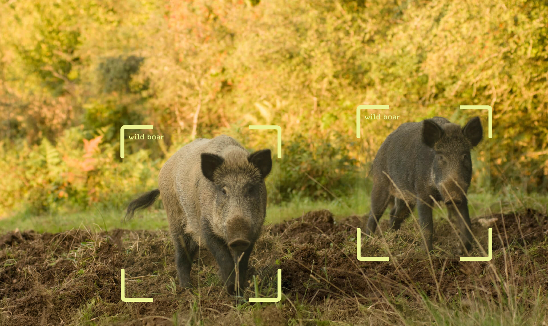 Preventing crop damage by wildlife