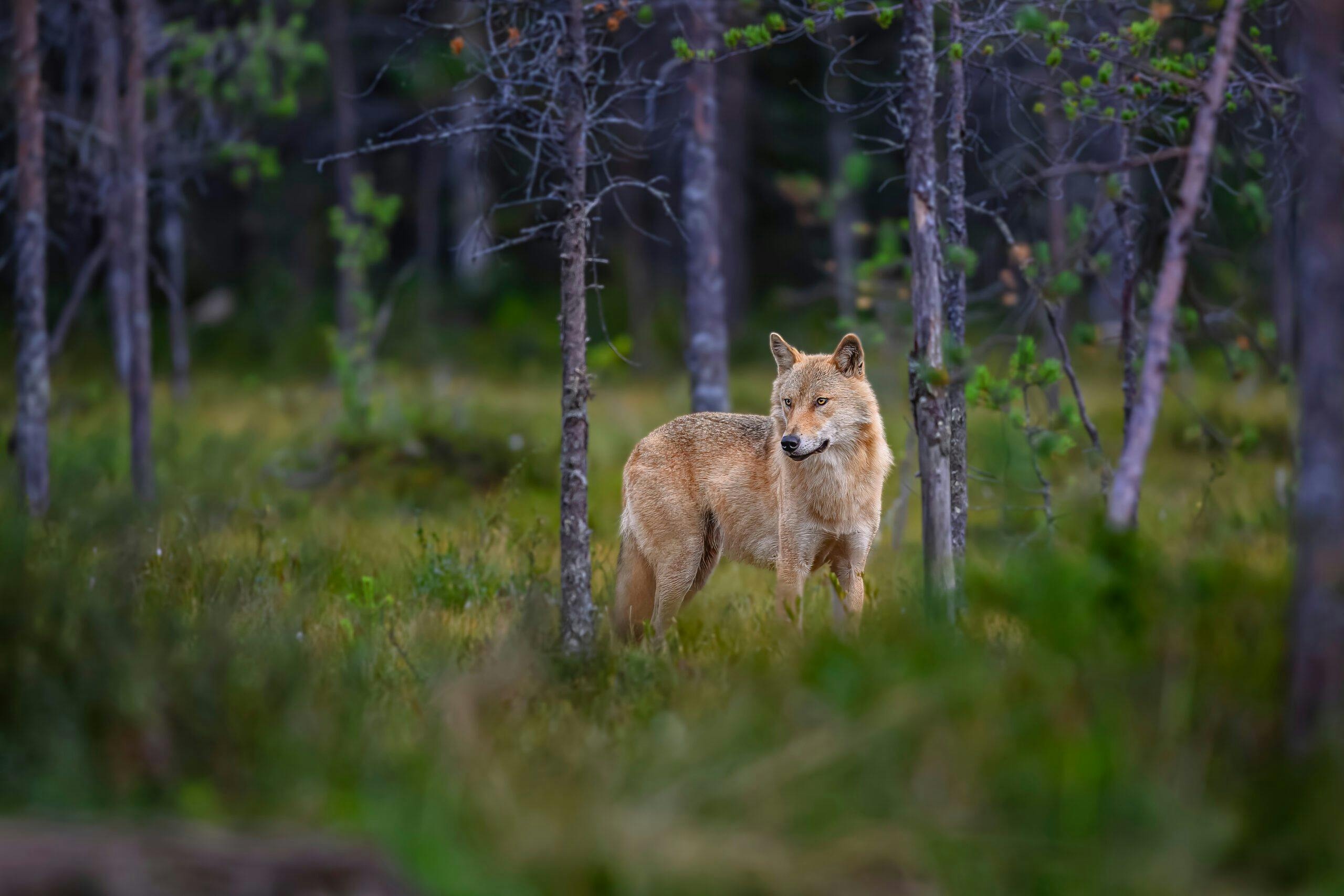 FLOX Robotics and WWF Partner to Protect Livestock against Wolves in Sweden