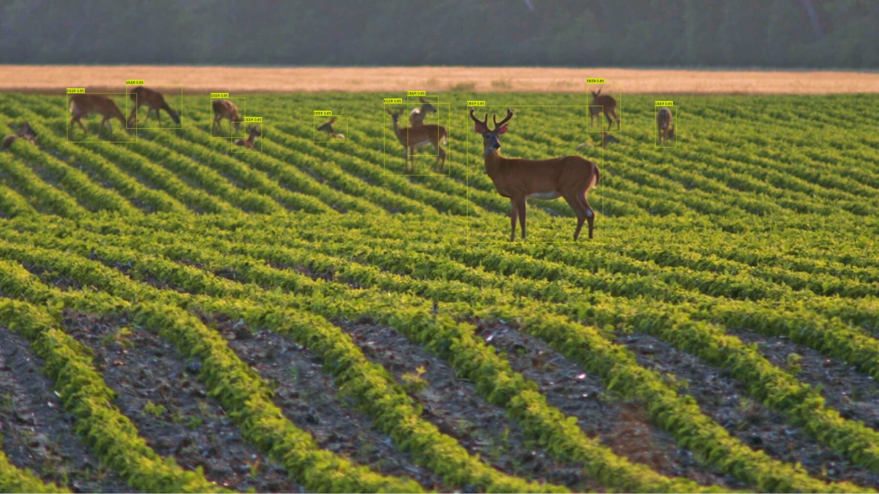 Nelson Silver and Creek Farms
