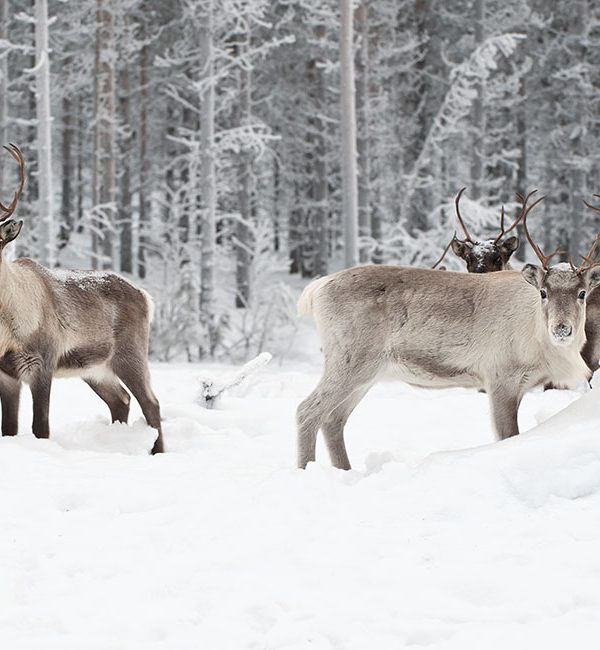 Picture showing reindeers in snowy forest.
