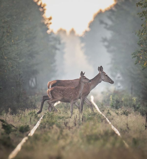 Keeping Wildlife Away Dangerous Areas No collisions as a service Flox Robotics Deers on railway
