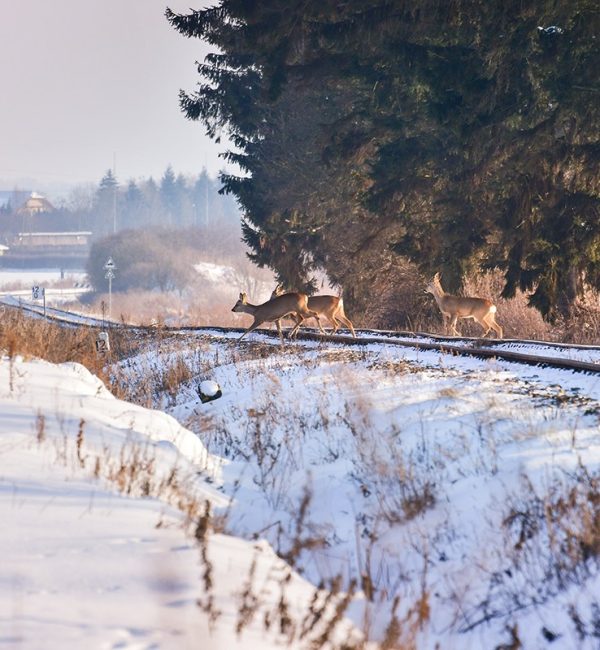 Wild deers crossing snowy trail track avoiding collision using Flox Robotics AI-driven drone.