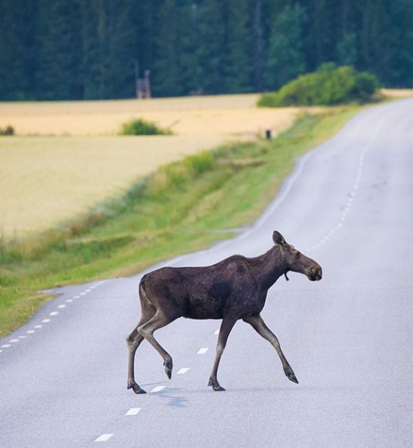 Wild moose crossing road avoiding collision with traffic using Flox Robotics AI-driven drone.